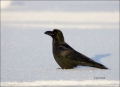 Jungle-Crow;Crow;Corvus-macrohynchos;Japan;Asian-Birds;Snow;one-animal;close-up;